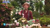 E-Garden: peonie