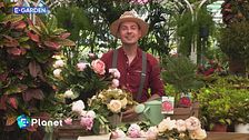 E-Garden: peonie