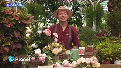 E-Garden: peonie