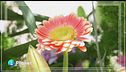 Leverano: la città dei fiori