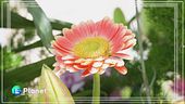 Leverano: la città dei fiori