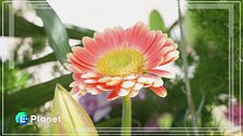Leverano: la città dei fiori