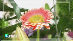 Leverano: la città dei fiori