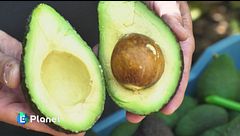 Coltivare frutta tropicale ai piedi dell'Etna