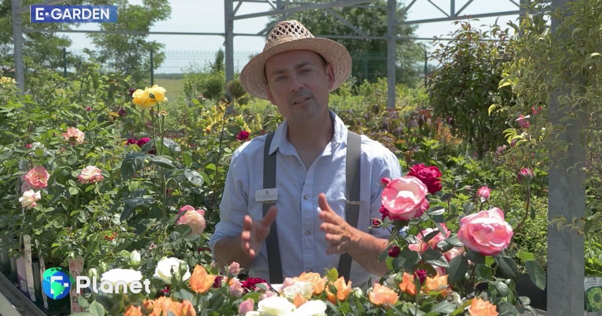 E-Planet: E-Garden: rose Video | Mediaset Infinity
