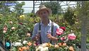 E-Garden: rose