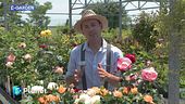 E-Garden: rose