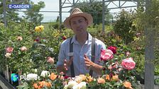 E-Garden: rose