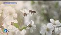 Pianeta Animale: insetti impollinatori