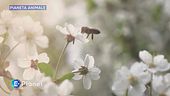 Pianeta Animale: insetti impollinatori
