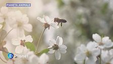 Pianeta Animale: insetti impollinatori