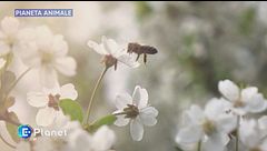 Pianeta Animale: insetti impollinatori