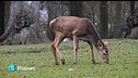 DDL caccia, fauna nel mirino