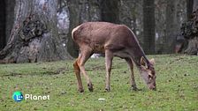 DDL caccia, fauna nel mirino