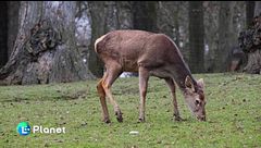 DDL caccia, fauna nel mirino