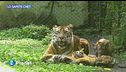 Lo sapete che: tigri di Sumatra