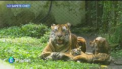 Lo sapete che: tigri di Sumatra