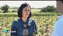 Il vino dell'estremo Sud