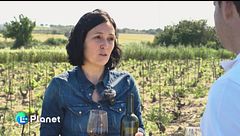 Il vino dell'estremo Sud