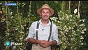 E-Garden: falso gelsomino