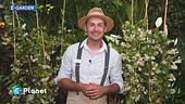 E-Garden: falso gelsomino