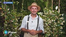 E-Garden: falso gelsomino