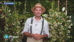 E-Garden: falso gelsomino