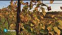 Un vigneto all'ombra dell'Etna