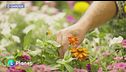 E-Garden: cure estive
