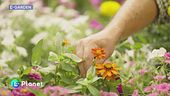 E-Garden: cure estive