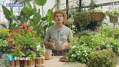 E-Garden: i vasi pensili