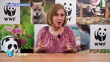 Pianeta Animale: orso bruno marsicano