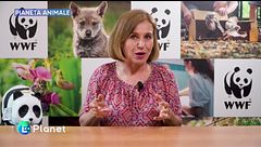 Pianeta Animale: orso bruno marsicano