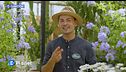 E-Garden: Plumbago