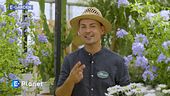 E-Garden: Plumbago