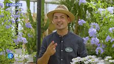 E-Garden: Plumbago