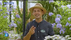 E-Garden: Plumbago