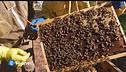 Le api nel vigneto