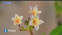 E-Garden: plumeria
