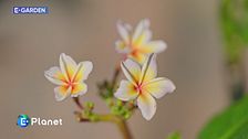 E-Garden: plumeria