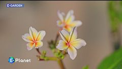 E-Garden: plumeria