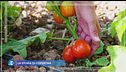 Cos'è un seedsaver, il salvatore di semi antichi