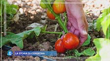 Cos'è un seedsaver, il salvatore di semi antichi