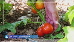 Cos'è un seedsaver, il salvatore di semi antichi