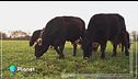 Verderosa Farm: agricoltura rigenerativa