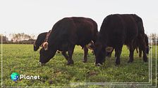 Verderosa Farm: agricoltura rigenerativa