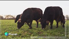 Verderosa Farm: agricoltura rigenerativa