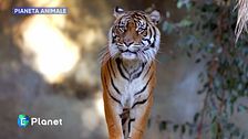 Pianeta Animale: tigri
