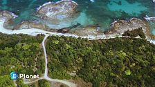 Le foreste del mare