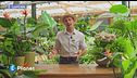 E-Garden: l'uccello del paradiso